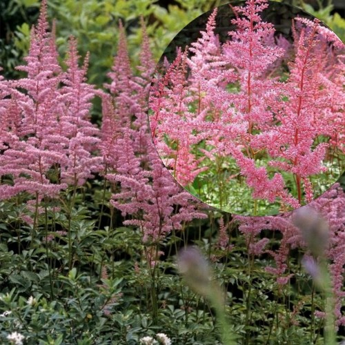 Astilbe arendsii 'Cattleya' - Arendsi astilbe 'Cattleya' P9/0,55L 